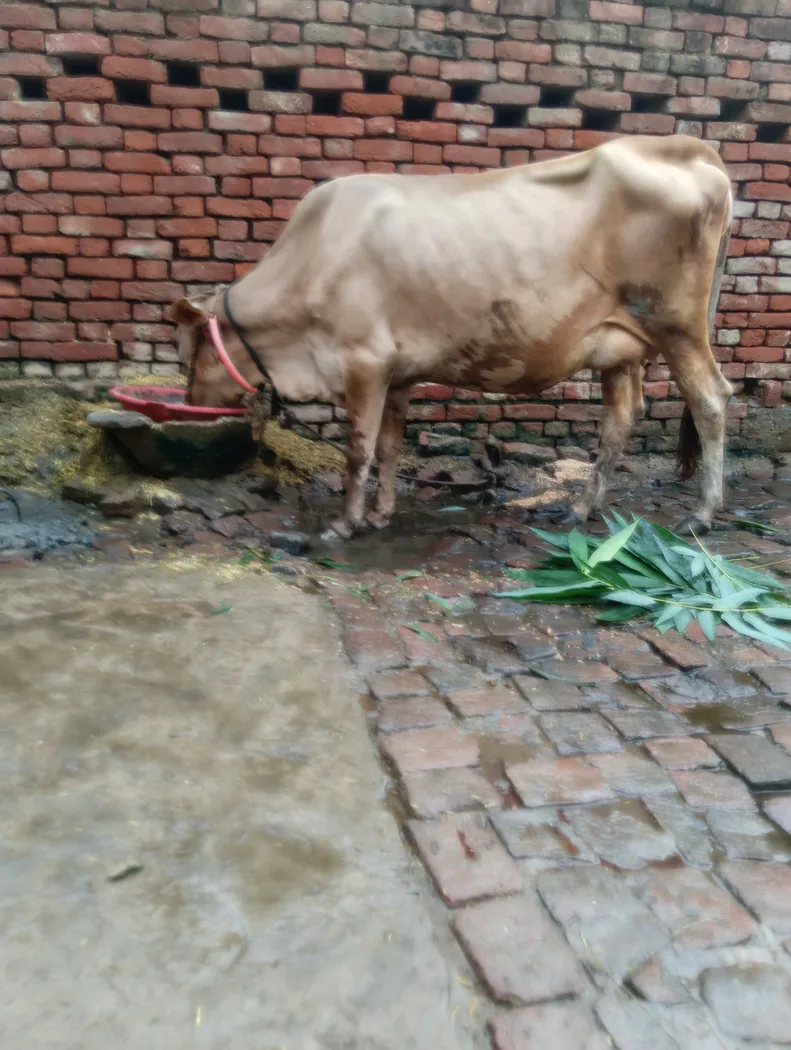Jersey Cow in  UTTAR PRADESH