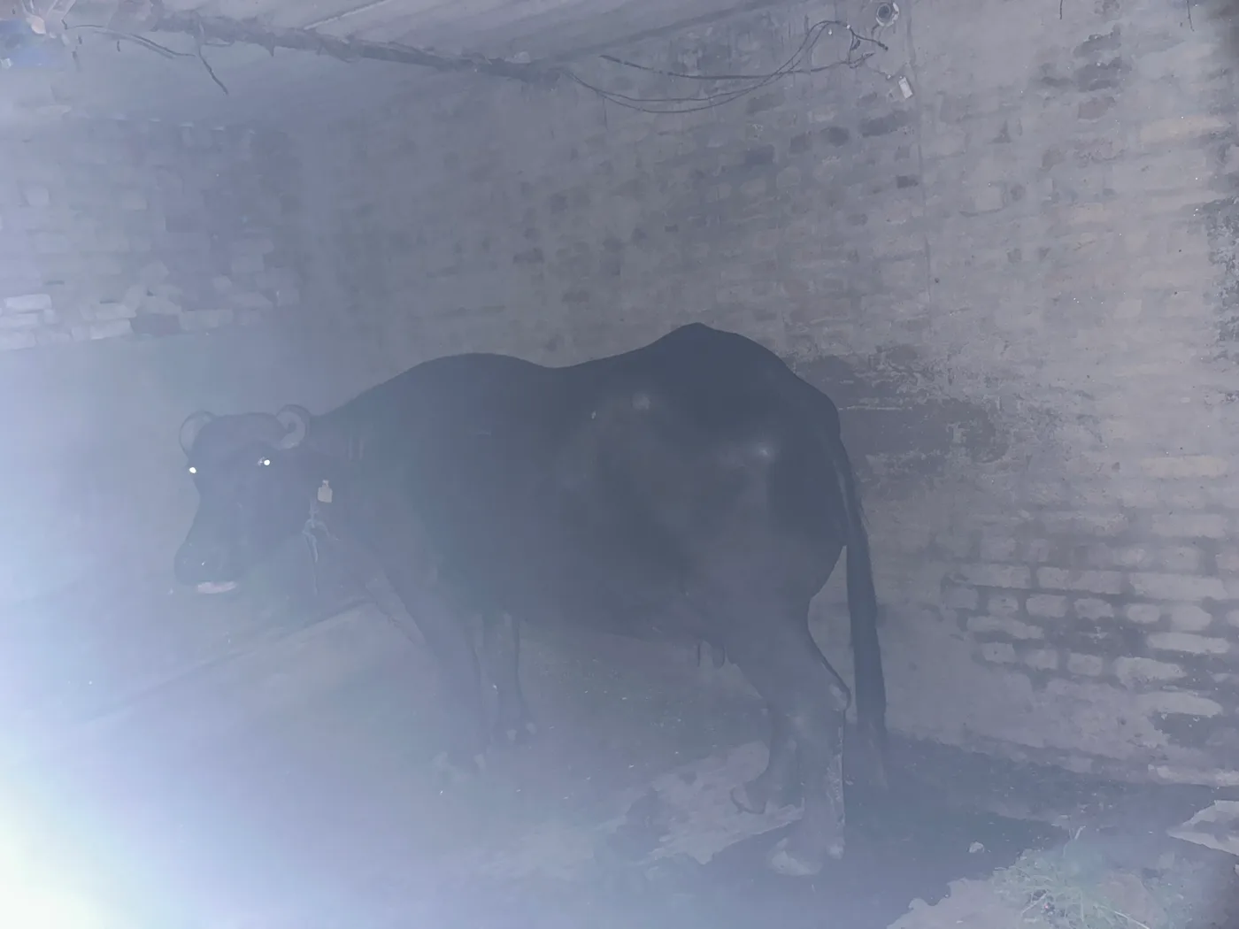 Others Buffalo in HARYANA