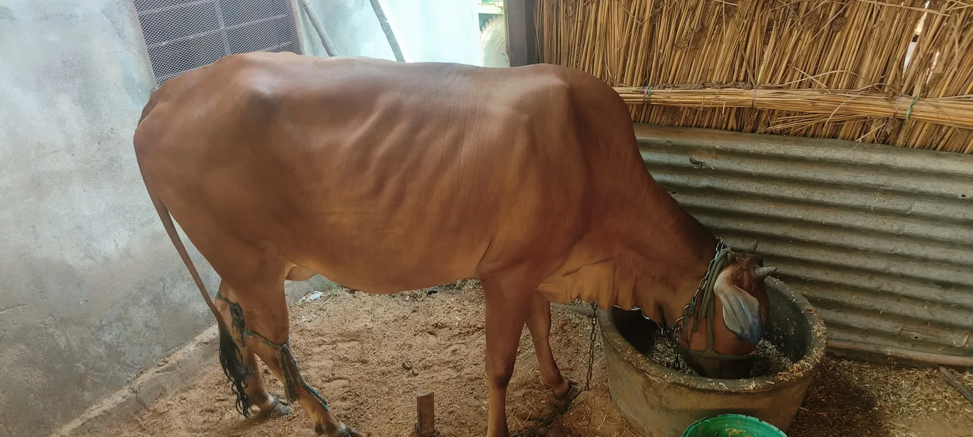 Desi breed breed O0540 in  RAJASTHAN