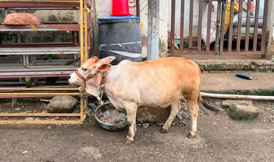 Punganur  Cow in MAHARASHTRA