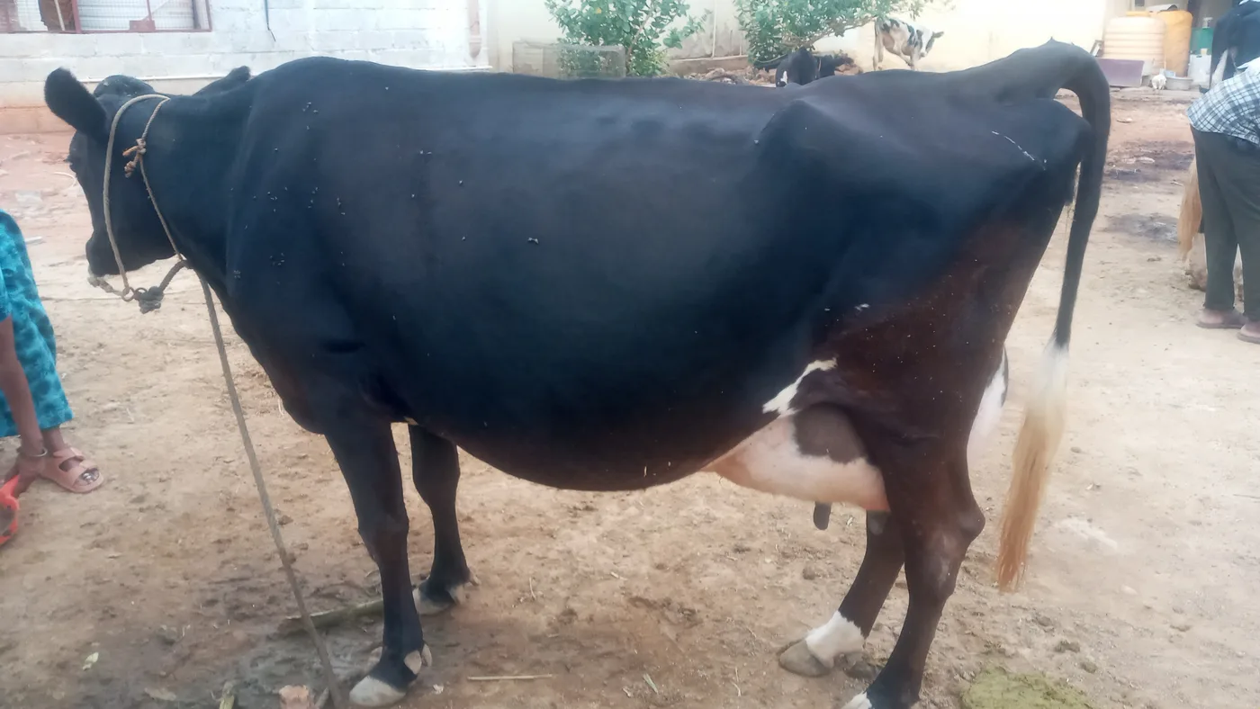 HF Cow H3261 in  KARNATAKA