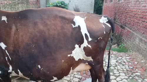 HF Cow H3034 in  UTTAR PRADESH