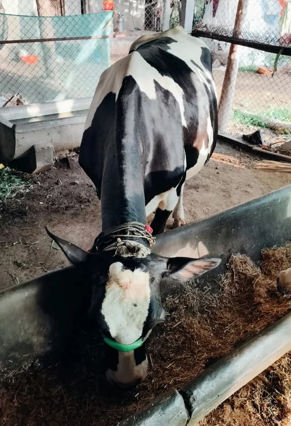 HF Cow in  MAHARASHTRA