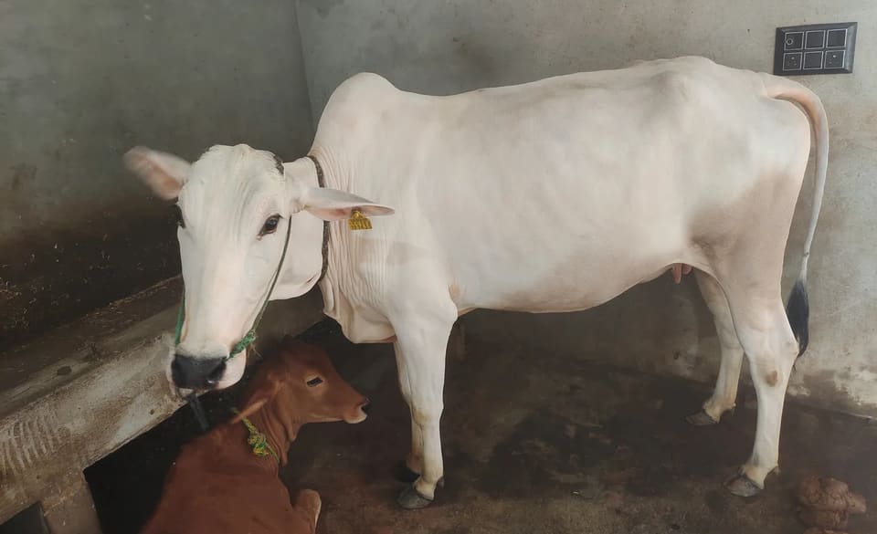 Hariyana Cow H0304 in  UTTAR PRADESH