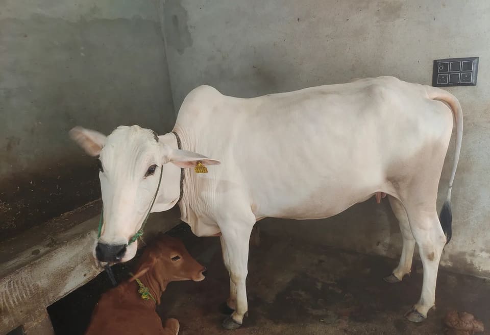Hariyana Cow H0305 in  UTTAR PRADESH