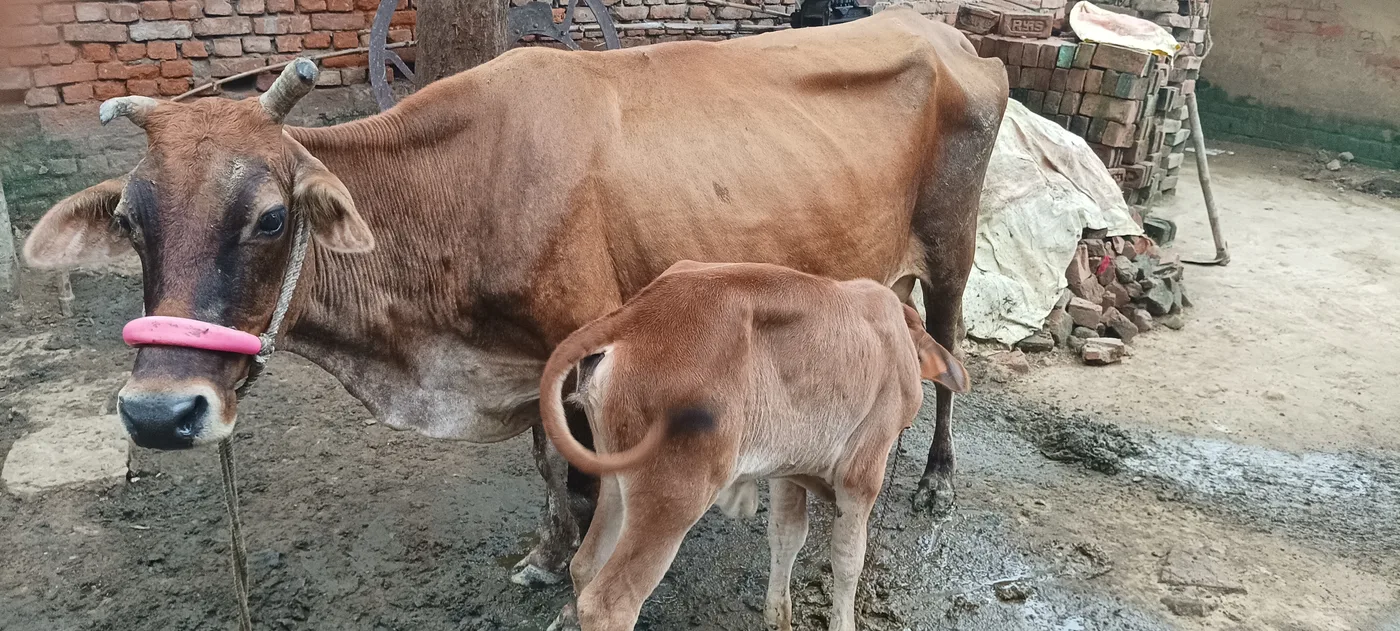 Jersey Cow in  UTTAR PRADESH