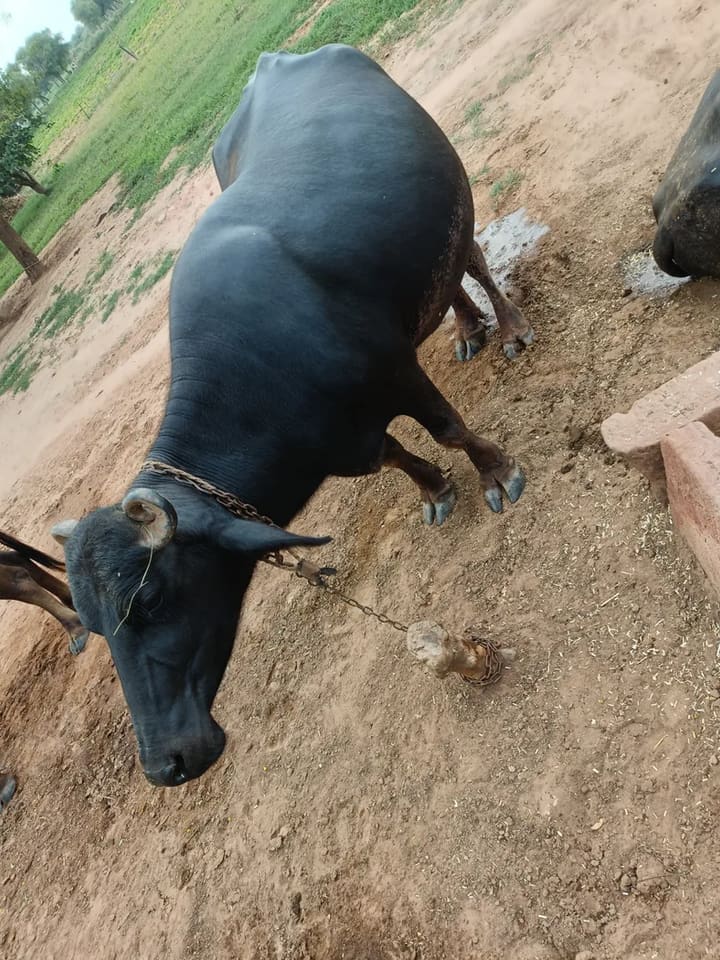 Murrah Buffalo M4645 in  RAJASTHAN