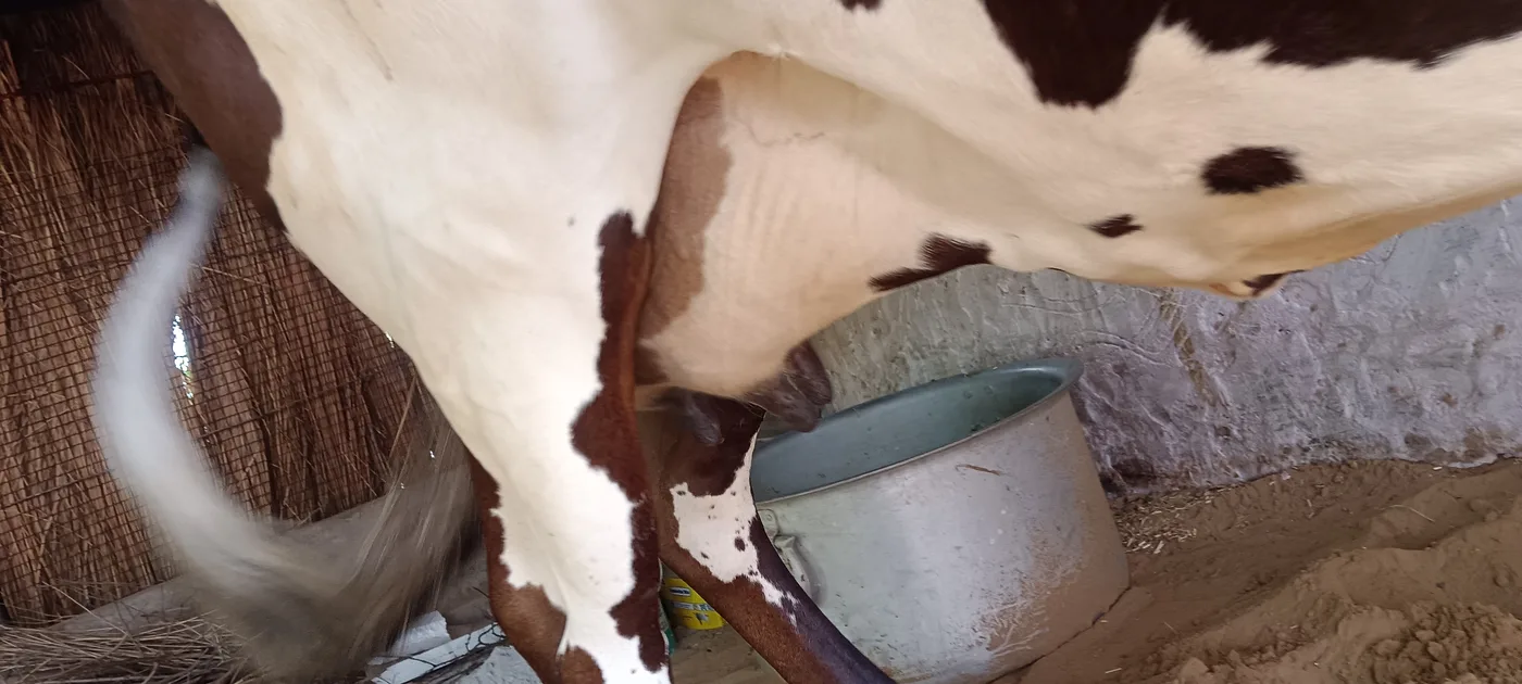 HF Cow in RAJASTHAN