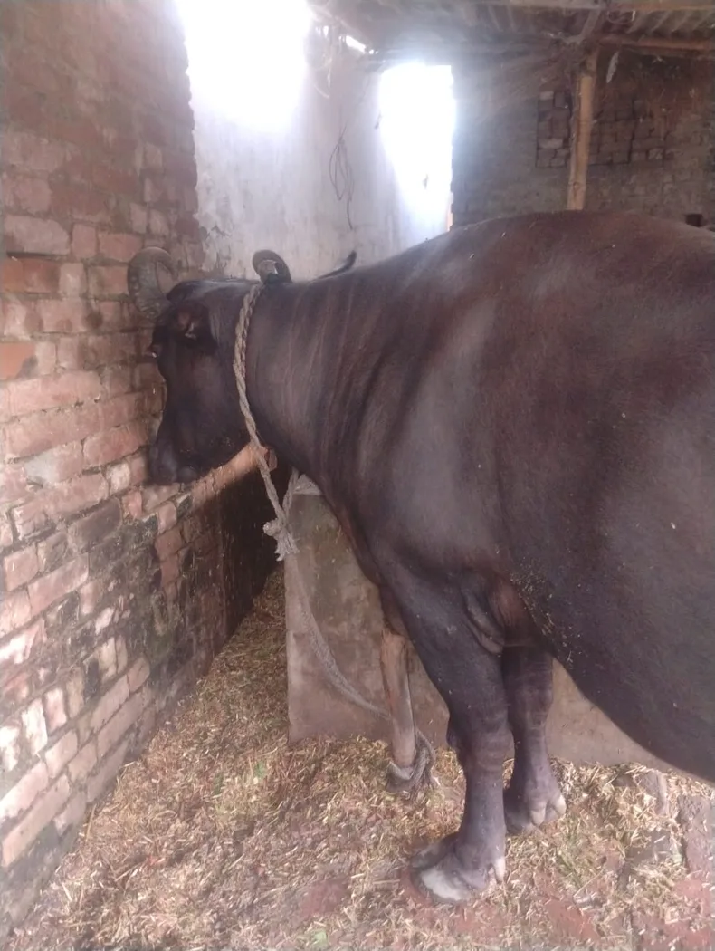Nili Buffalo in  UTTAR PRADESH