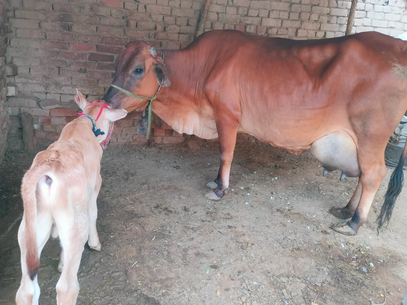 Gir Cow in  RAJASTHAN