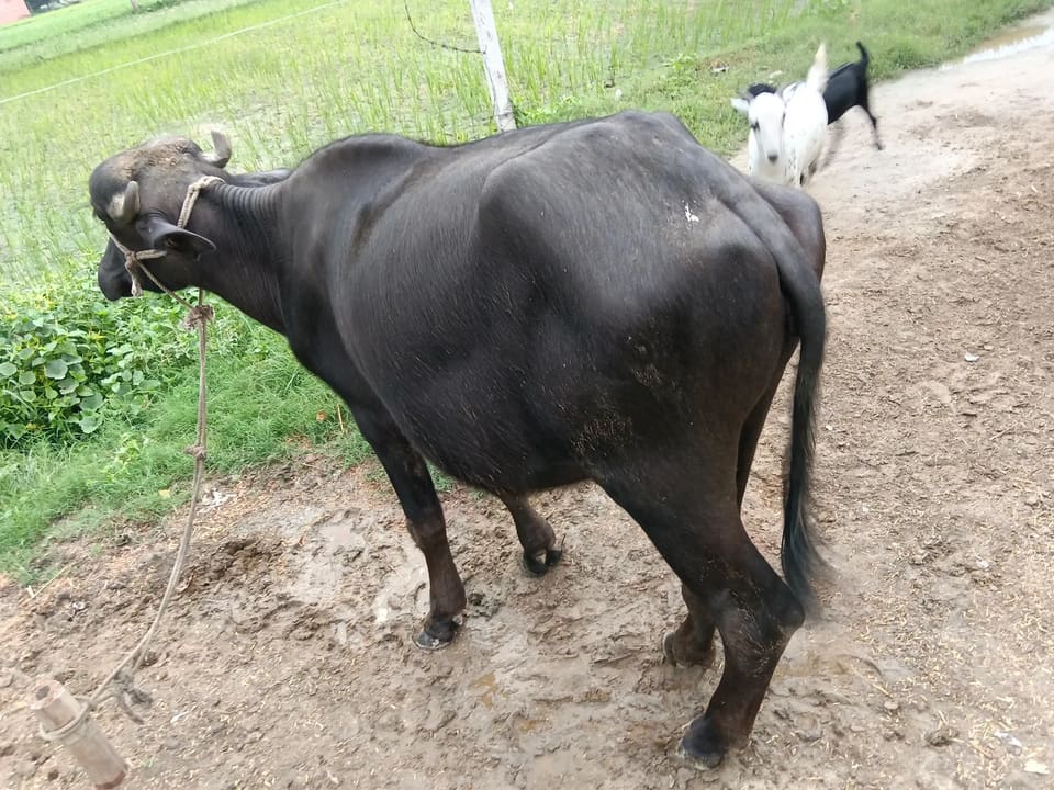 Others Buffalo in  UTTAR PRADESH
