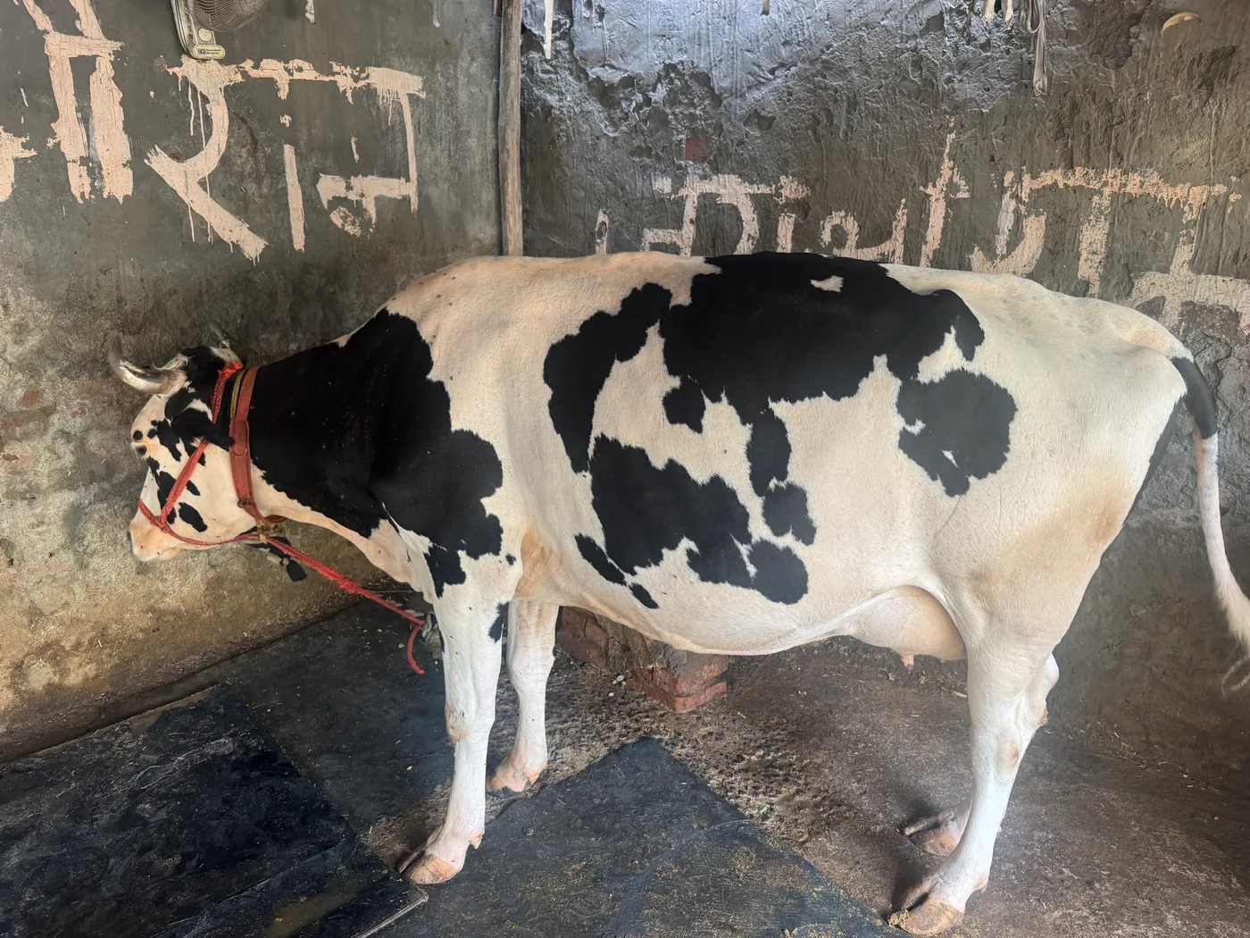 HF Heifer Cow H3030 in  DELHI