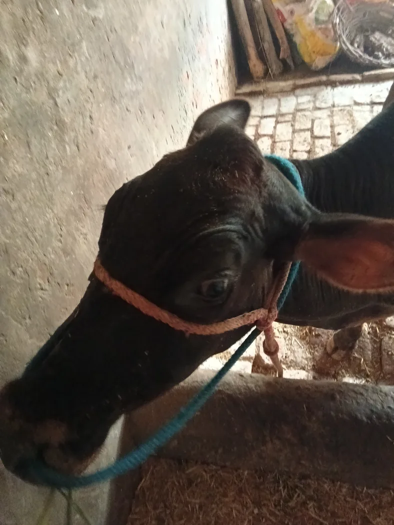 Others Cow in  PUNJAB
