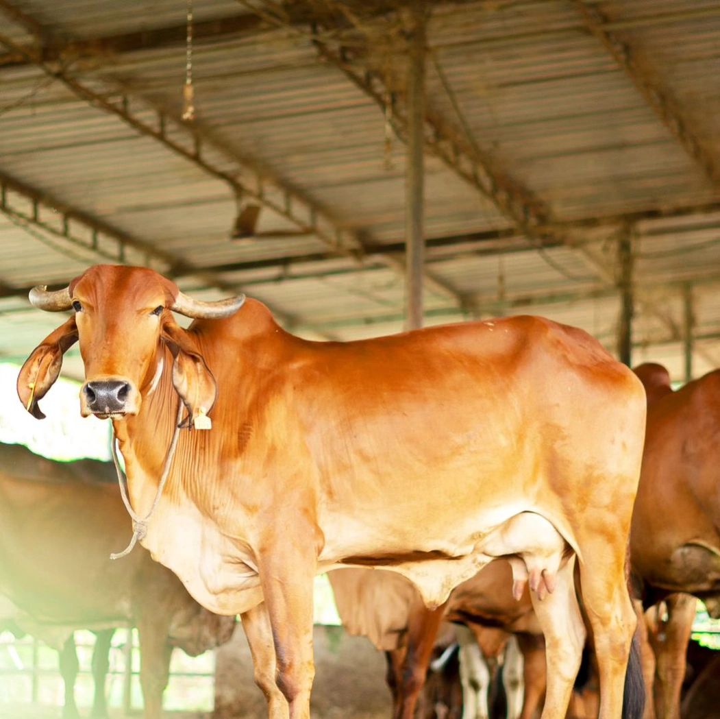 Gir Cow G1825, Lactation: 2, MilkPerDay: 15Litres, Pregnant: 8 Months, District:  DURG, State:  CHHATTISGARH