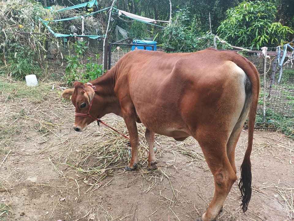 Sahiwal Heifer Cow S2028 in  HIMACHAL PRADESH