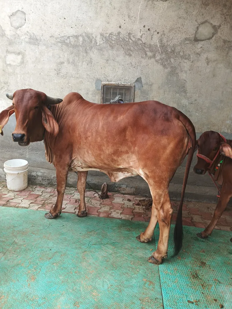 Gir Cow in  HARYANA