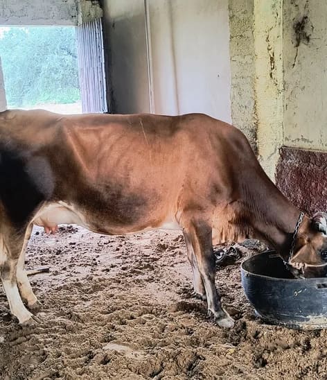Jersey Cow J1508 in  RAJASTHAN