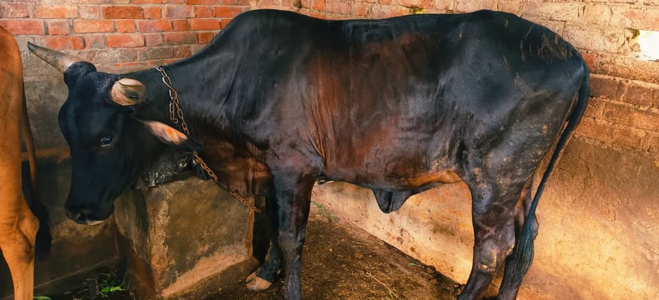 Vechur Cow in  GUJARAT