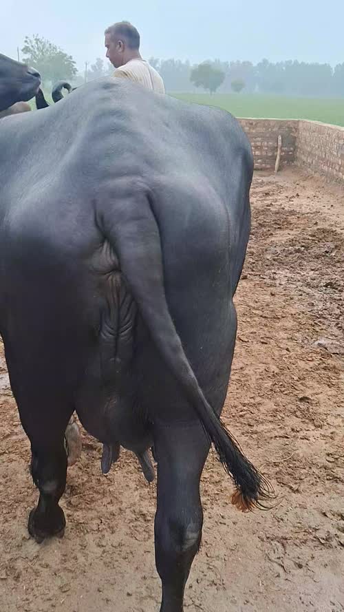 Murrah Buffalo in  HARYANA