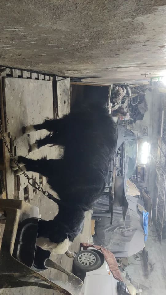 Sojat Goat in  KARNATAKA