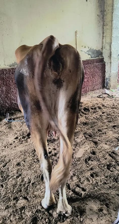 Jersey Cow in  RAJASTHAN