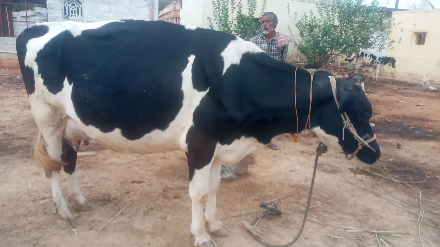HF Cow H3255 in  KARNATAKA