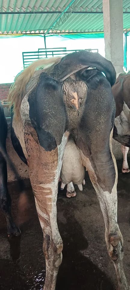 HF Cow in UTTAR PRADESH