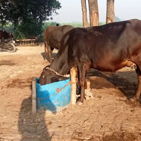 Sahiwal Cow S2023 in  UTTAR PRADESH