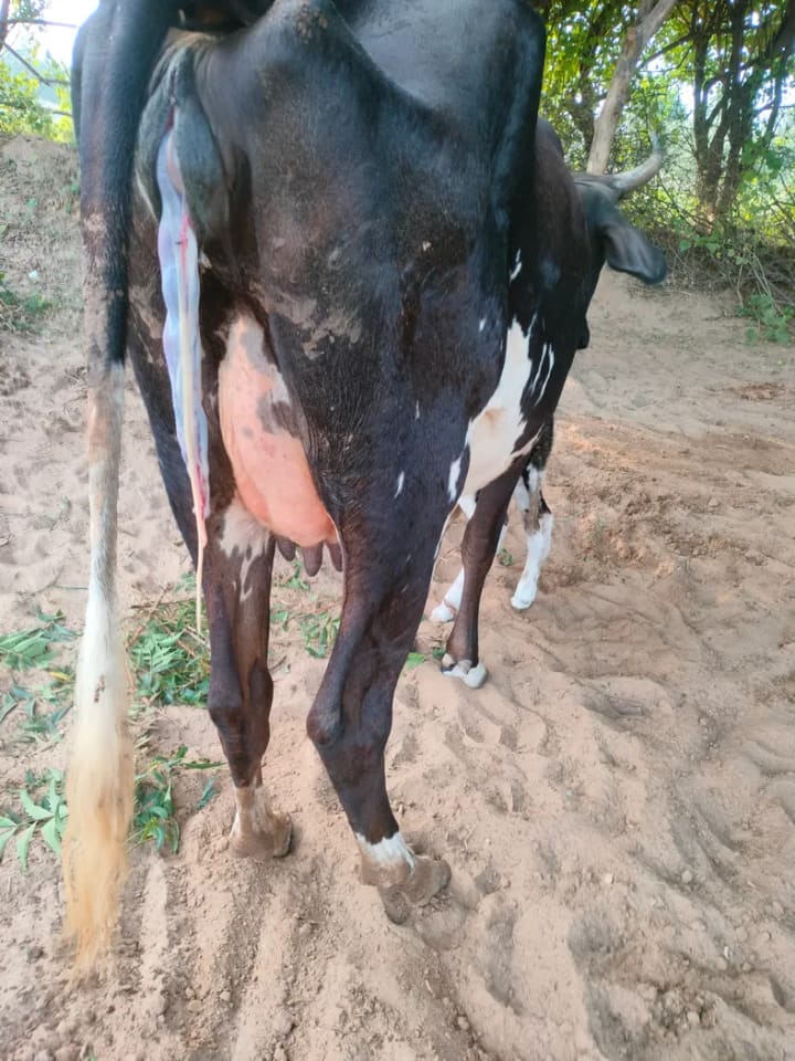 HF Cow H3297 in  TELANGANA