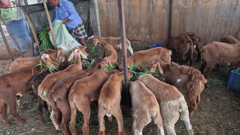Barbari Goat in  ANDHRA PRADESH