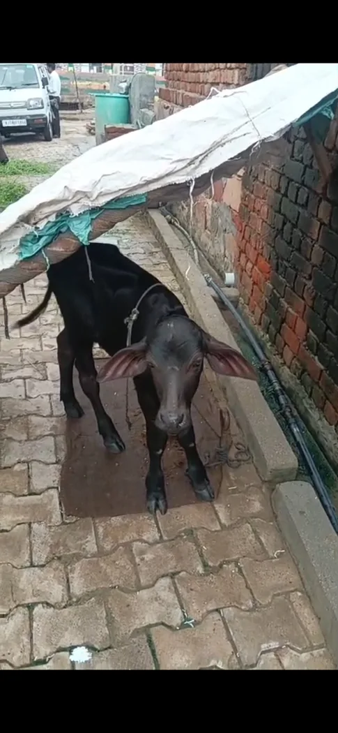 Surti Buffalo in  RAJASTHAN
