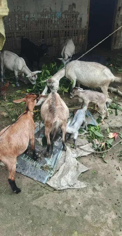 Others Goat in  BIHAR