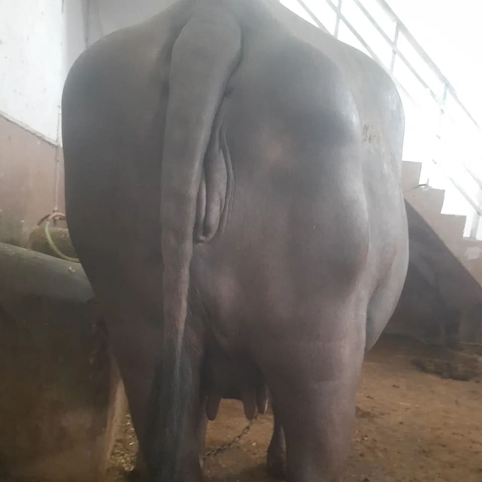 Others Buffalo in  UTTAR PRADESH