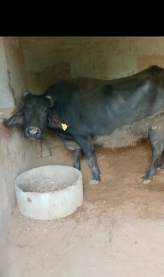 Kummi Buffalo O0815 in  RAJASTHAN