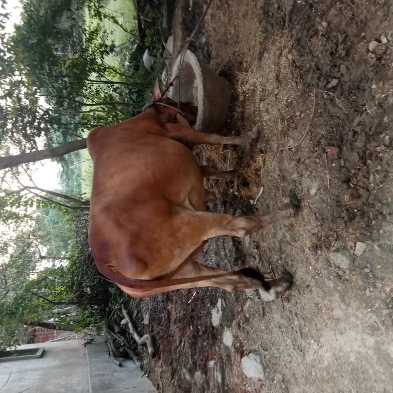 Sahiwal Cow in  UTTAR PRADESH