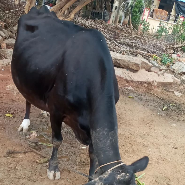 HF Cow H3256 in  KARNATAKA