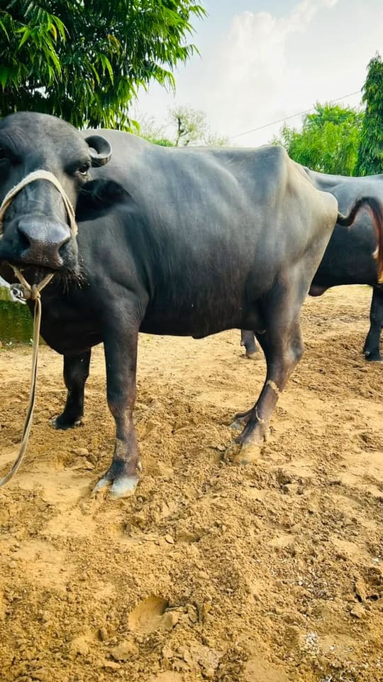 Murrah Buffalo in  RAJASTHAN