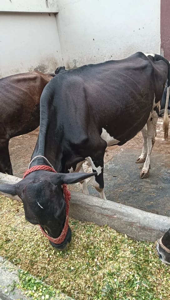 HF Cow in  HARYANA