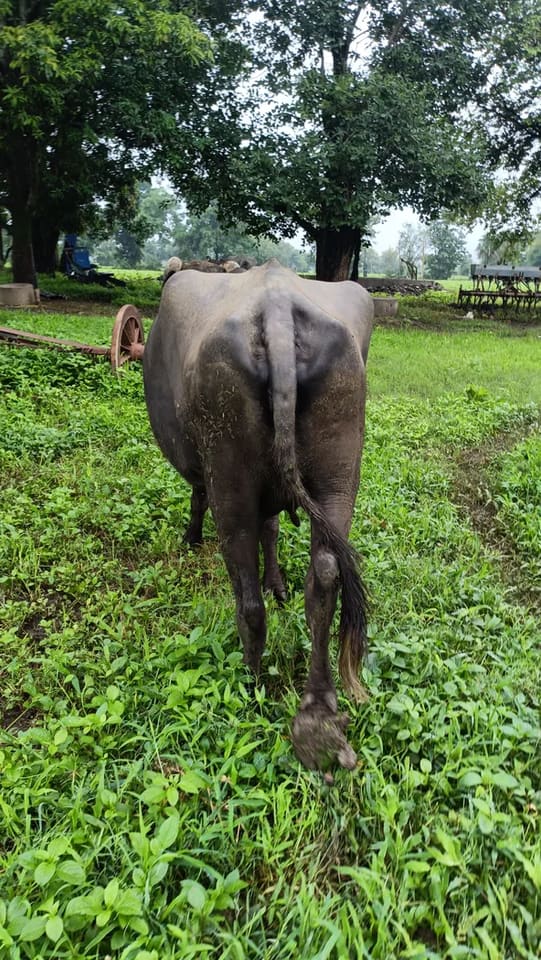Murrah Buffalo in  MADHYA PRADESH