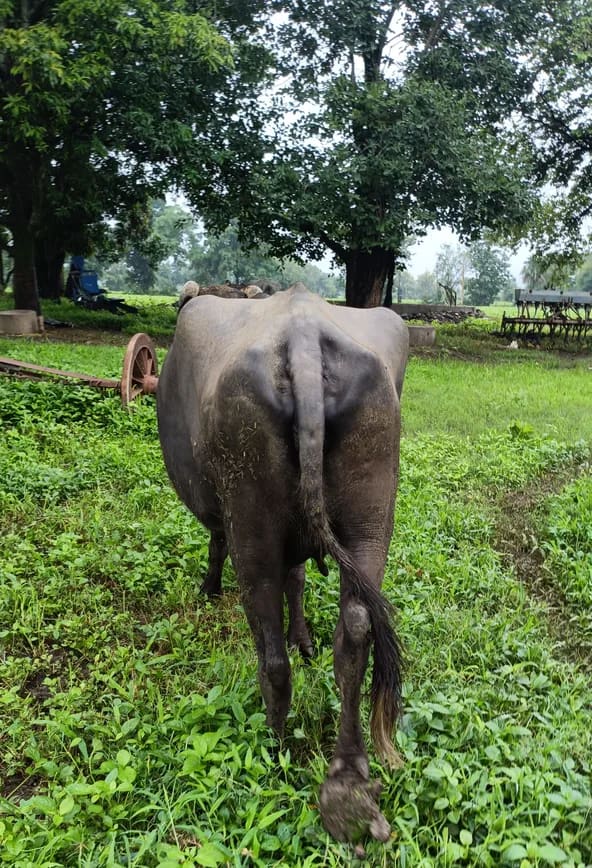 Murrah Buffalo in  MADHYA PRADESH