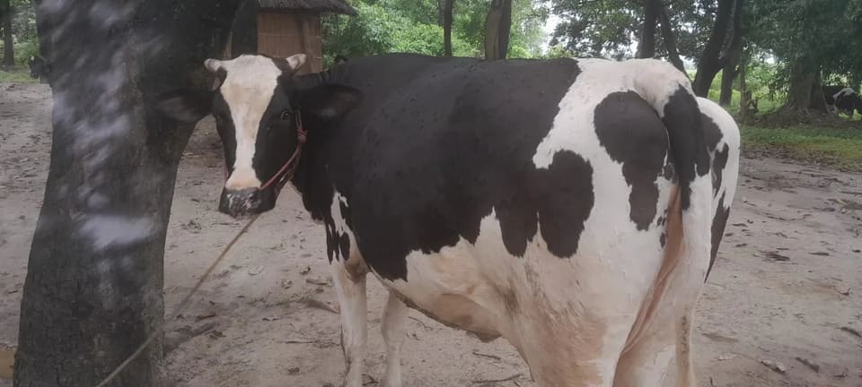 HF Cow in  BIHAR