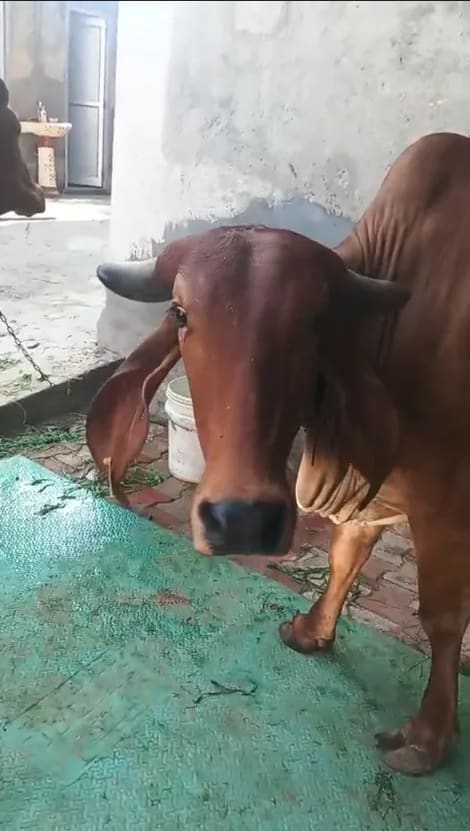 Gir Cow in  HARYANA