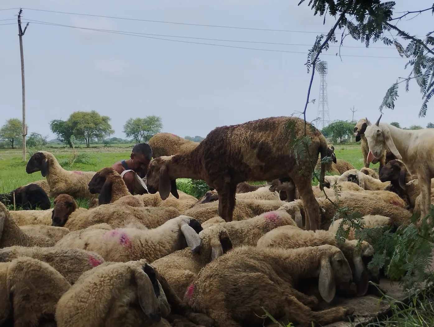 Others Sheep in  MADHYA PRADESH