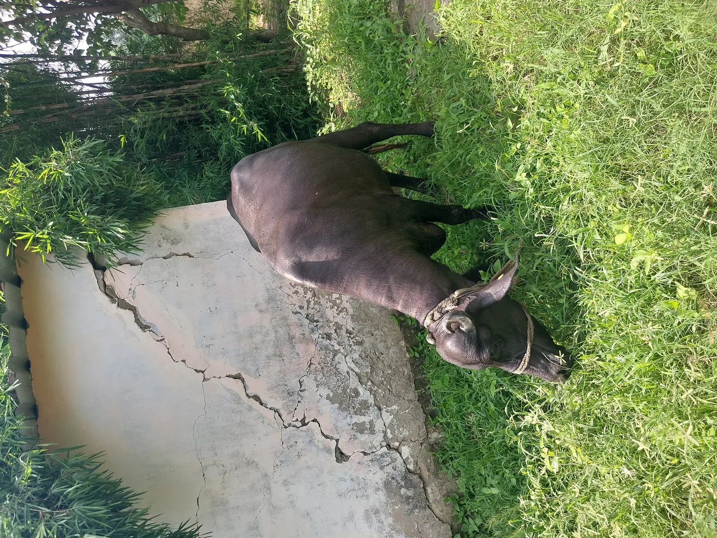 Murrah Buffalo in  UTTAR PRADESH
