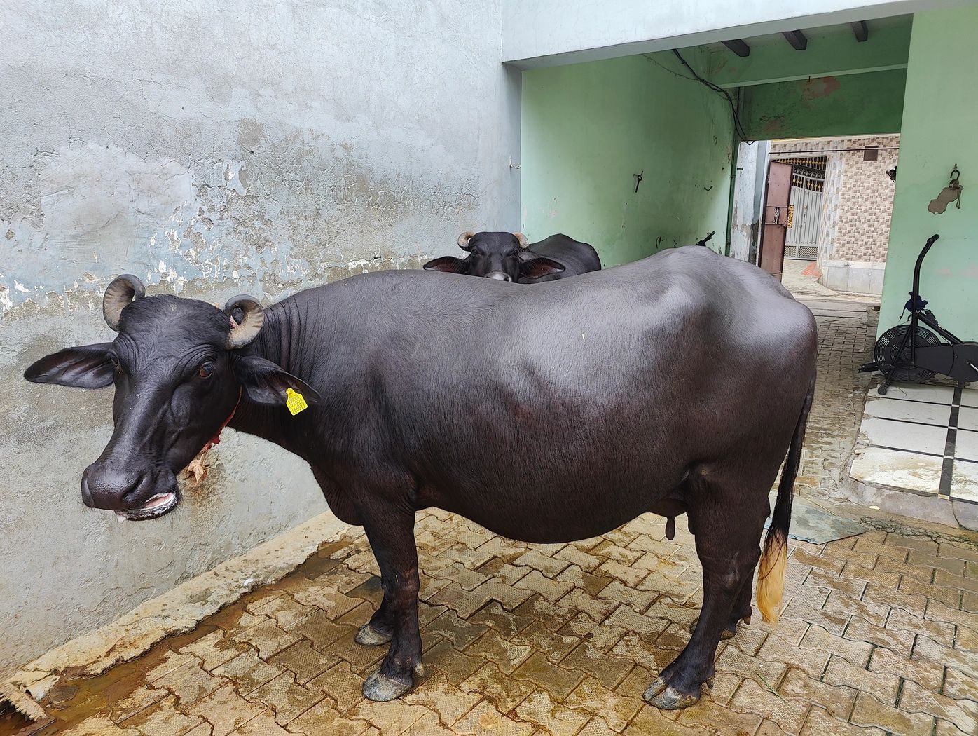 Murrah Buffalo M4552 in  HARYANA