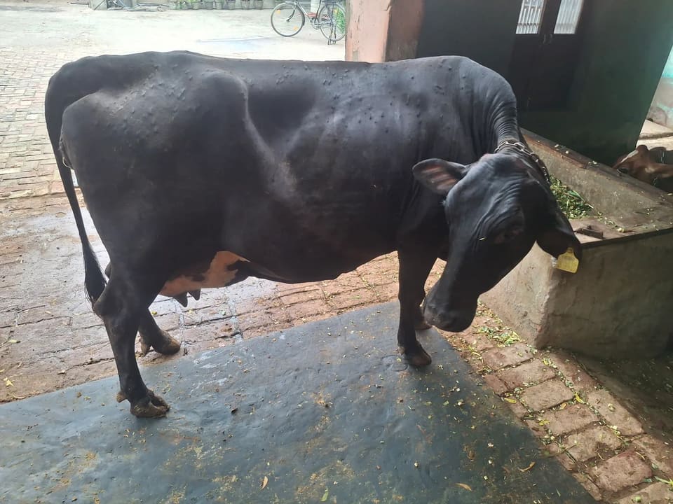 Gir Cow in  RAJASTHAN