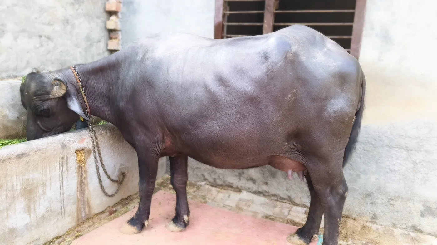 Murrah Buffalo in  HARYANA