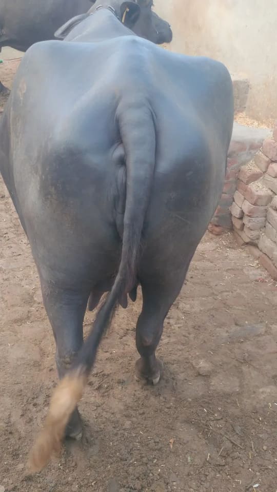 Murrah Buffalo in  HARYANA