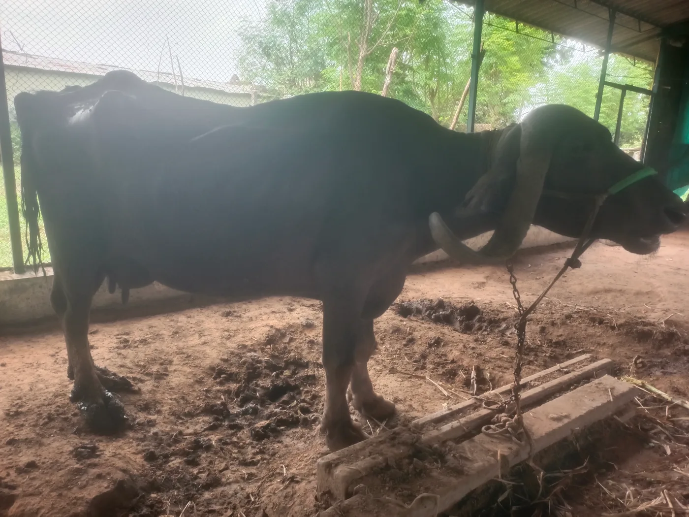 Jafarabadi Buffalo in  GUJARAT