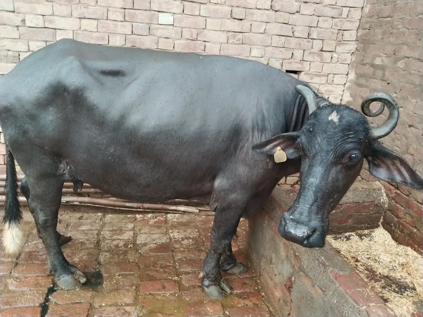 Murrah Buffalo in  HARYANA